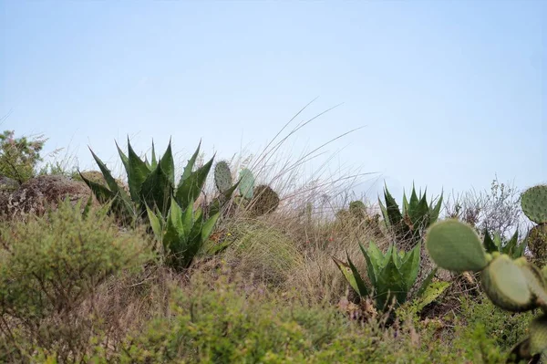 Eine Grüne Landschaft Mit Blauem Himmelskaktus Und Nopales Opuntia Mexiko — Stockfoto