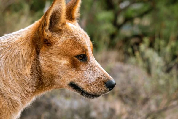 Happy Dog Watching Horizont Copyspace — Φωτογραφία Αρχείου