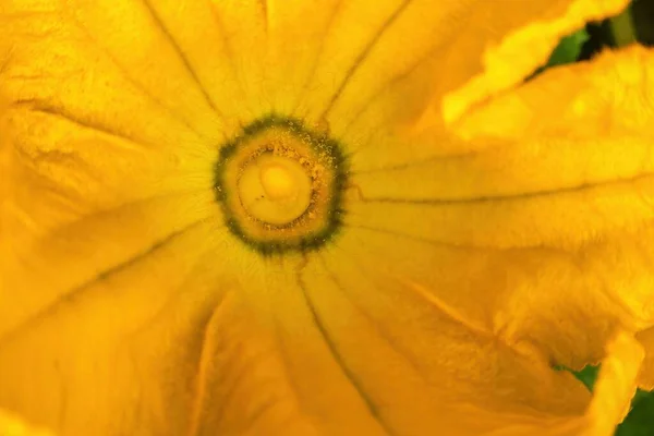 Kabak Sarısı Çiçek Makro Arkaplanı — Stok fotoğraf