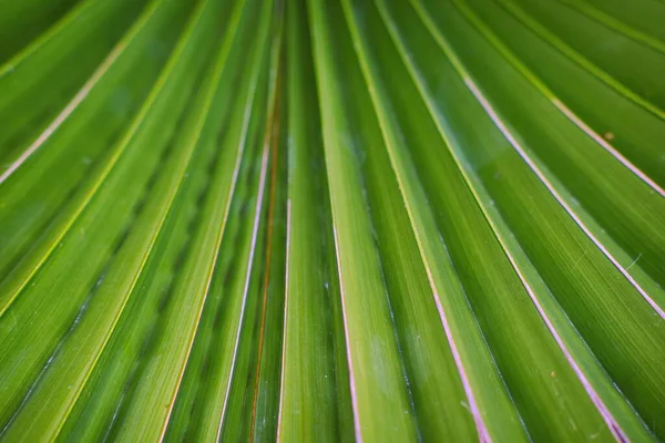 Palm Tree Green Leaves Texture Background — Stock Photo, Image