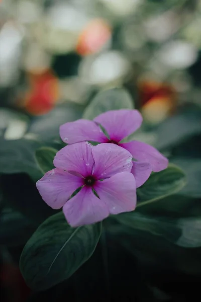 A Aesthetic purple flowers in garden with copyspace on top