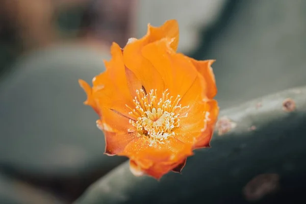 A Mexican Cactus orange flower of opuntia with copyspace