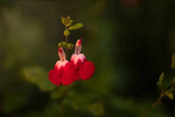 Sağda Yazı Için Yeri Olan Kaliteli Beyaz Kırmızı Bir Çiçek — Stok fotoğraf