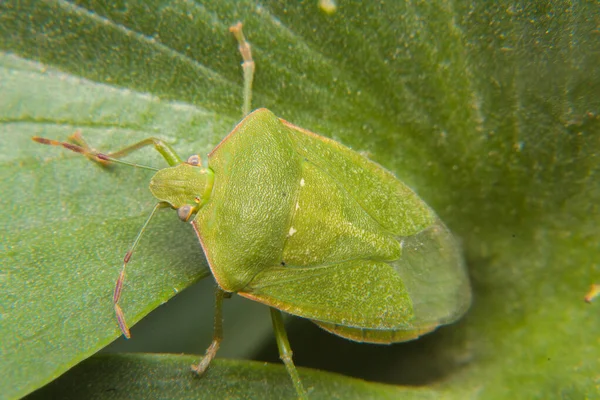 Een Groen Insect Poseren Een Blad Zijnde Een Gezonde Plaag — Stockfoto