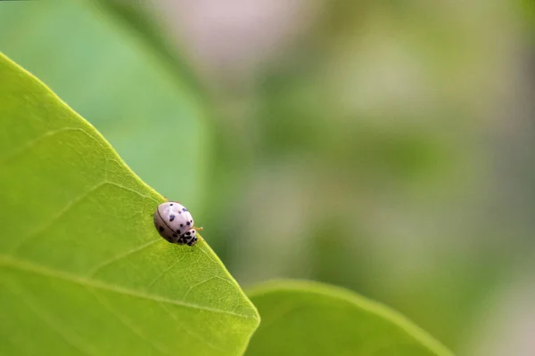 Ένα Πράσινο Copyspace Ladybug — Φωτογραφία Αρχείου