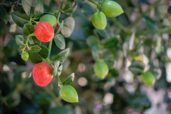 Eine Natal Plum Carissa Macrocarpa Frucht — Stockfoto