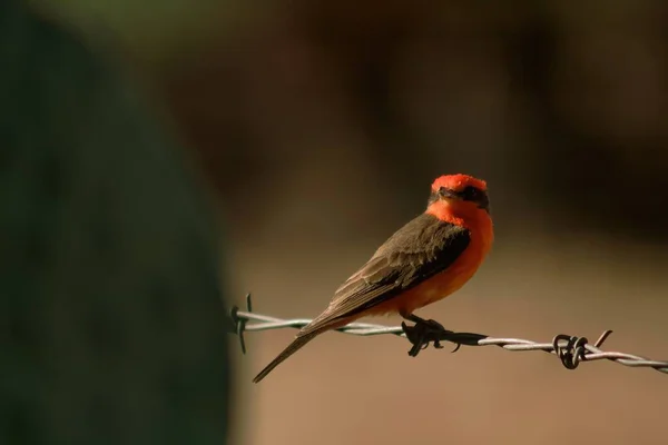 Pássaro Vermelho Asa Robin México — Fotografia de Stock