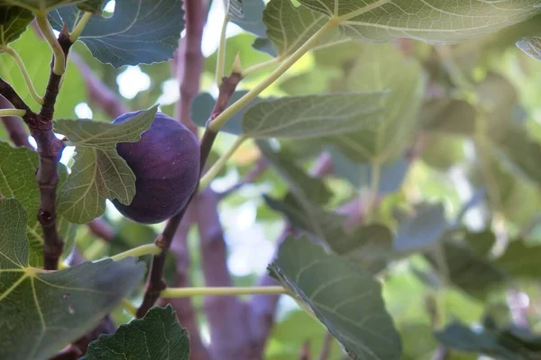 Higos Frescos Planta Con Hojas Verdes — Foto de Stock