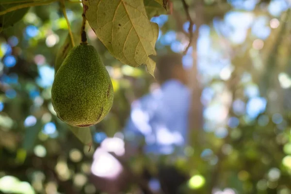 Ein Mann Pflückt Avocados Vom Baum — Stockfoto
