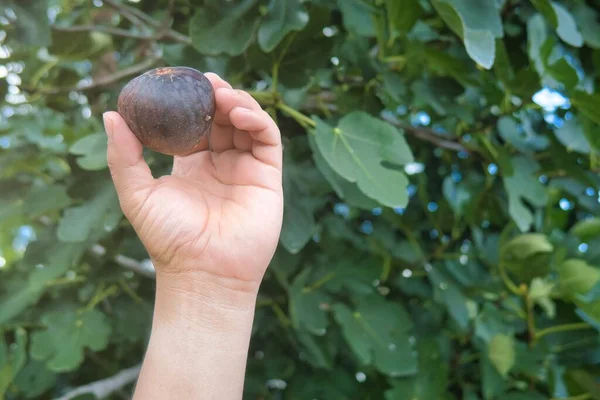 A Fresh figs in hand with nature background