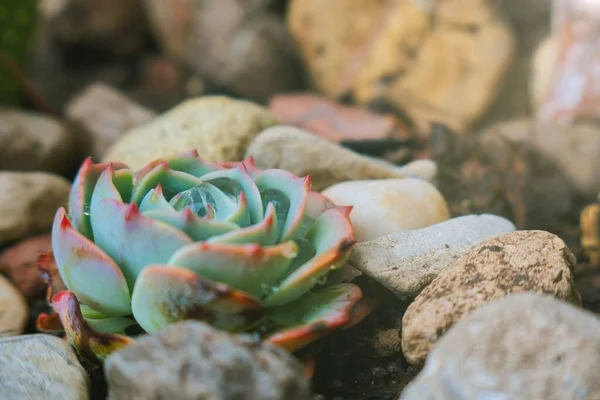 Cactus Mexico Шпалер Або Фону — стокове фото