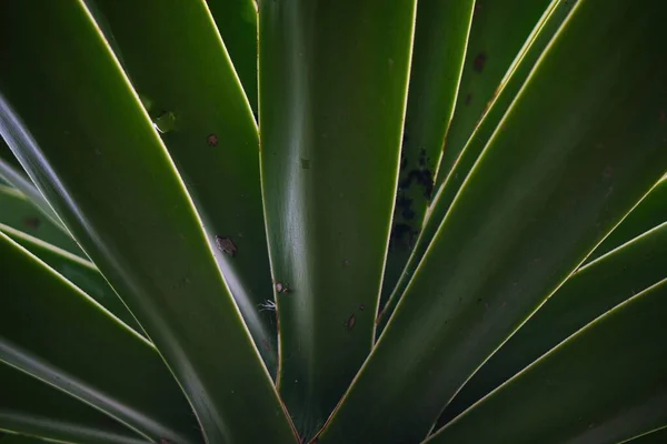 Cactus Mexico Шпалер Або Фону — стокове фото