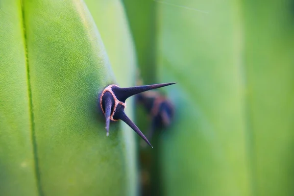 Een Cactus Mexico Voor Behang Achtergrond — Stockfoto