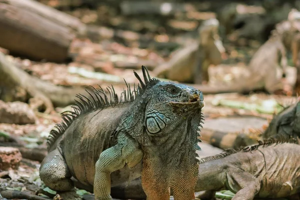 Meksika Bir Iguanaryum Büyük Yeşil Iguana — Stok fotoğraf