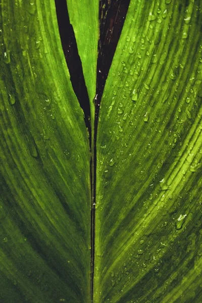 A Macro photo of an elegant leaf with copy space