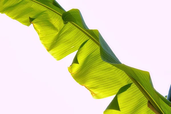 Banana Leaf Whit Background — Stock Photo, Image