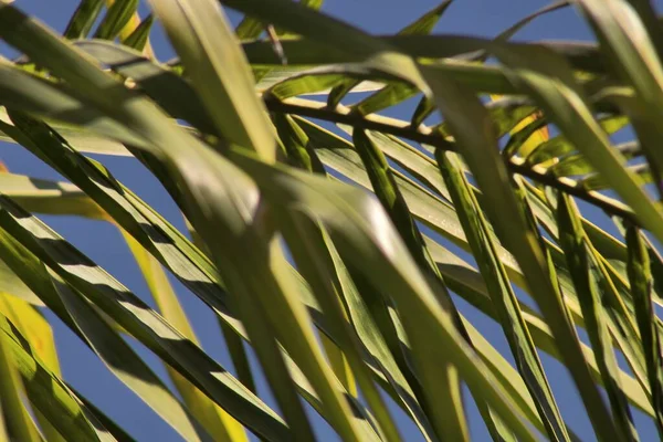 Palm Tree Texture Blue Sky Background — Stock Photo, Image