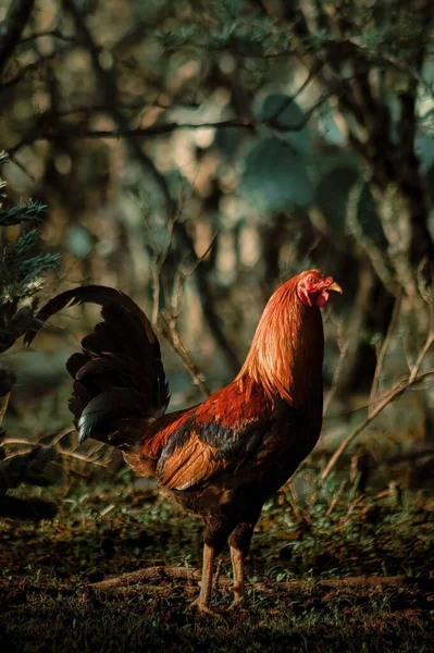 A Red farm rooster or free fight in the garden with copy space