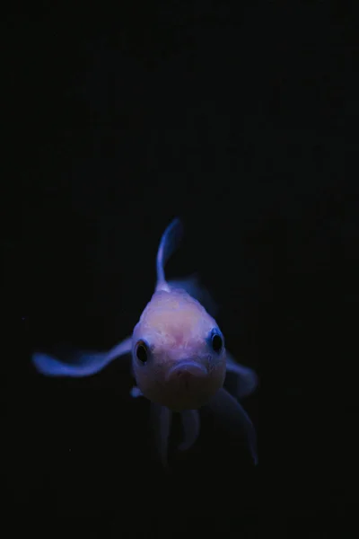 Coloré Avec Une Couleur Principale Poisson Oreille Éléphant Betta Blanc — Photo