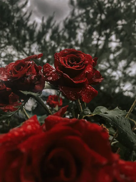 Ein Romantischer Hintergrund Mit Roter Rose Unter Dem Regen Auf — Stockfoto