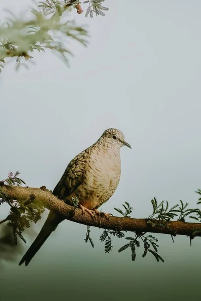 A Turtledove standing on a tree posing for magazine photo