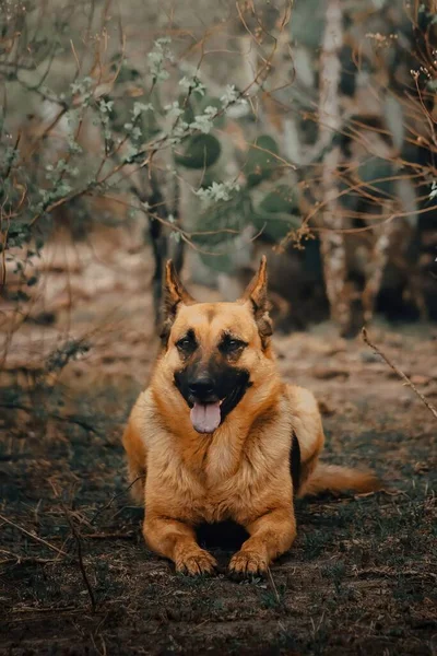 A German Shepherd Dog sitting and panting with a happy expression for advertising copy about dogs