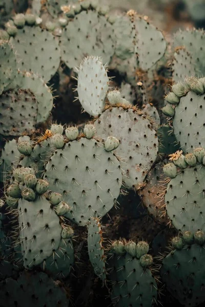 Una Pera Espinosa Cactus Verde Con Grandes Agujas Opuntia Fondo — Foto de Stock