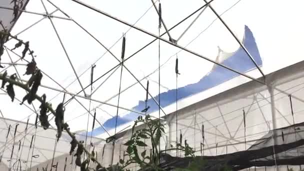Οριζόντια Βίντεο Ενός Θερμοκηπίου Πλαστικό Σπασμένο Από Ισχυρούς Ανέμους — Αρχείο Βίντεο