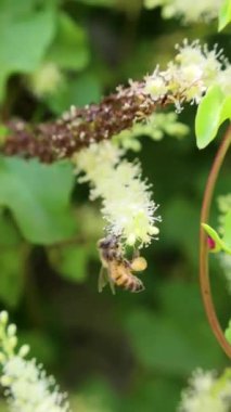Bacaklarında bir sürü polen olan arı çiçekten çiçeğe zıplıyor.
