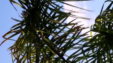 Arka planda gökyüzü ve yumuşak hareketlerle palmiyeleri gevşetiyor