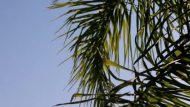Arka planda gökyüzü ve yumuşak hareketlerle palmiyeleri gevşetiyor
