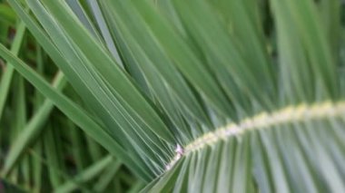 Arka planda gökyüzü ve yumuşak hareketlerle palmiyeleri gevşetiyor