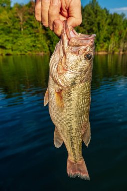  A Fisherman just caught a summer time largemouth bass while fis