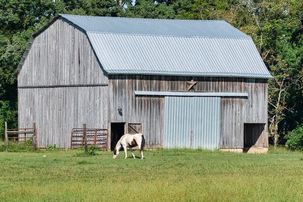 Cavalo Manchado Pastando Pasto Frente Celeiro País — Fotografia de Stock