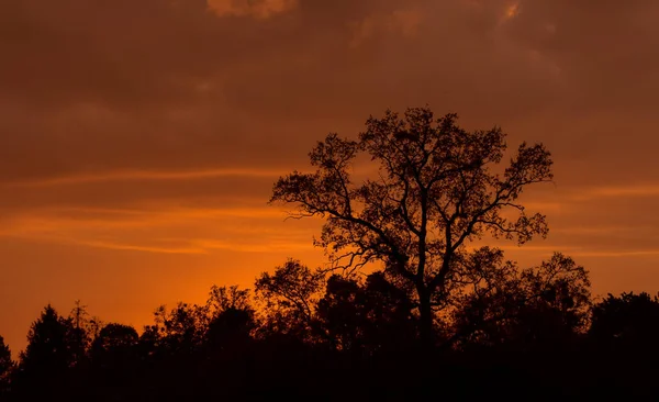 tree at sunset. dark orange gloomy sky.