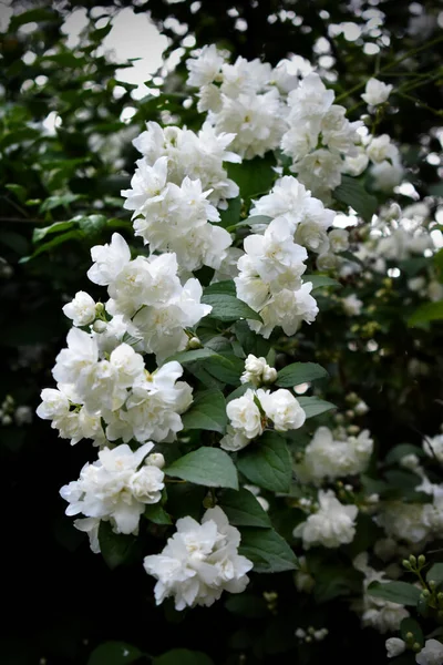Arbusto Verde Grande Com Flores Brancas — Fotografia de Stock