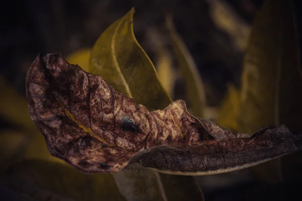 Welke Und Lebendige Blätter Des Busches — Stockfoto