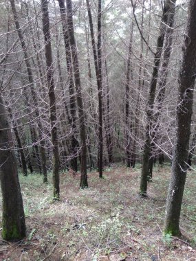 Hermoso bosque de cipreses en guatemala