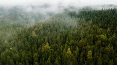 Spruce forest and clouds in Bavarian Alps, Germany. Aerial view from above, drone photo. Foggy morning landscape. Nature background close up.