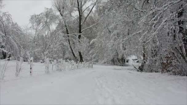 冬の時間 雪は美しい自然の中で寒い冬の日に落ちます — ストック動画