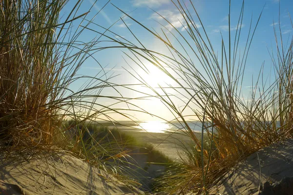 夕日の海に砂丘の砂の上のビーチグラスを通して見る オランダの北海沿岸 — ストック写真