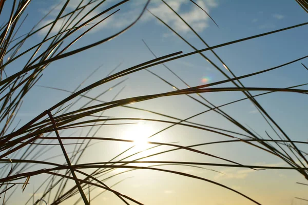 Παραλία Γρασίδι Στελέχη Κάτω Από Ένα Μπλε Ουρανό Ήλιο — Φωτογραφία Αρχείου