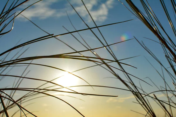 Kumsal Çimenleri Güneşli Mavi Gökyüzünün Altında — Stok fotoğraf