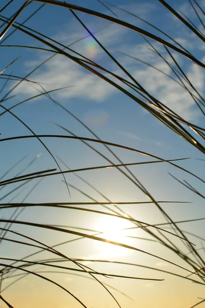 Παραλία Γρασίδι Στελέχη Κάτω Από Ένα Μπλε Ουρανό Ήλιο — Φωτογραφία Αρχείου