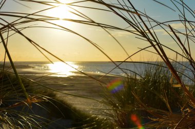 Gün batımında, Hollanda 'daki Kuzey Denizi kıyısındaki bir kumulda kumsal çimlerinin arasından denize bak.