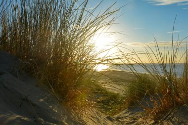 Gün batımında, Hollanda 'nın Kuzey Denizi kıyısındaki kumlu bir kumulda kumların arasından denize bak.