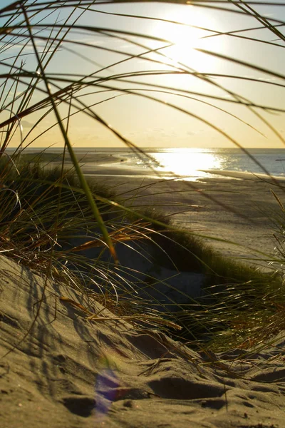 夕暮れ時の海への砂丘 オランダの北海沿岸のビーチグラスを通して見る — ストック写真