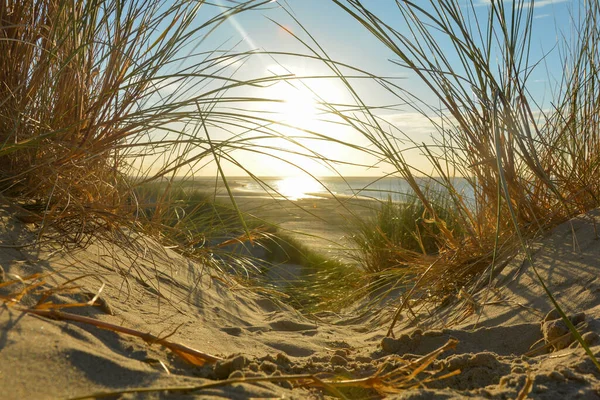 Vista Attraverso Erba Spiaggia Una Duna Sabbia Mare Tramonto Sulla — Foto Stock