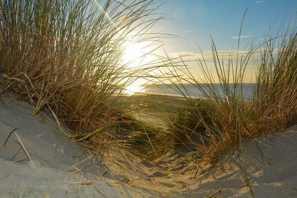 View through beach grass on a sand dune to the sea at sunset, on the North Sea coast in the Netherlands