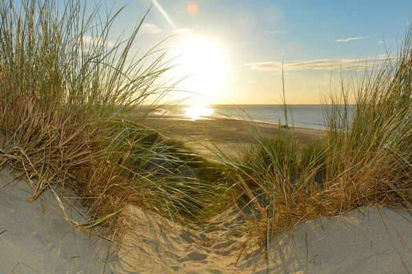 View through beach grass on a sand dune to the sea at sunset, on the North Sea coast in the Netherlands